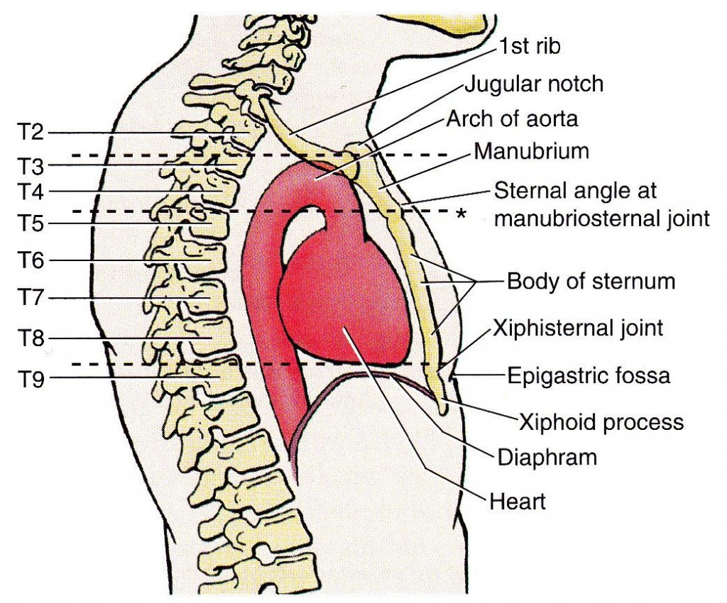 Proper Fit of Body Armor